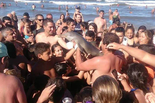 Selfie z tłumem plażowiczów zabiło delfina
