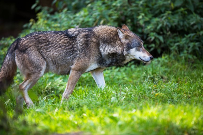 Wilk niosący głowę psa został uchwycony pod Trzebiczem w Lubuskiem.