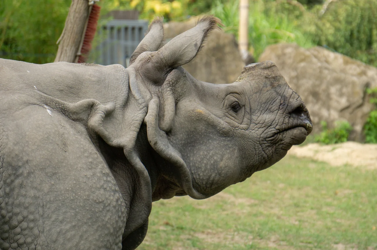 Nosorożec indyjski Jacob w Warszawskim ZOO Nosorożec indyjski z profilu w bliskim kadrze