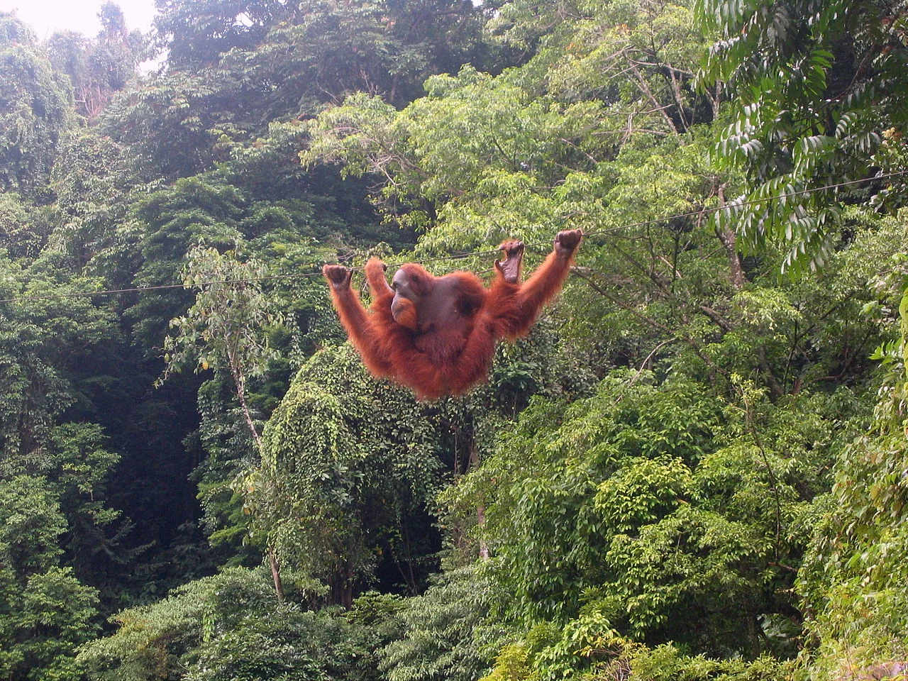 Orangutan sumatrzański
