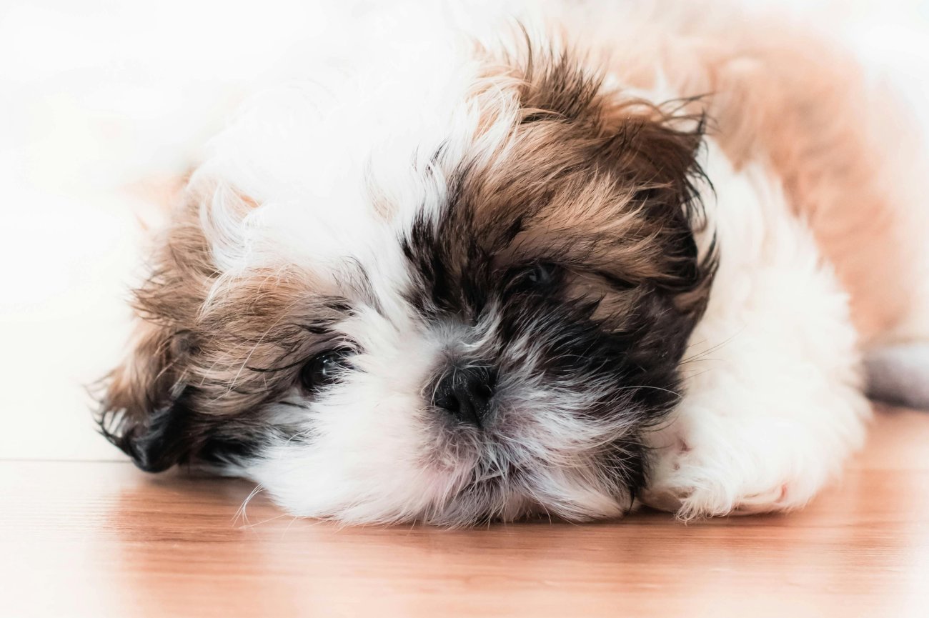 Decydując się na imię dla psa, warto dokładnie zastanowić się nad jego cechami, osobowością oraz charakterem