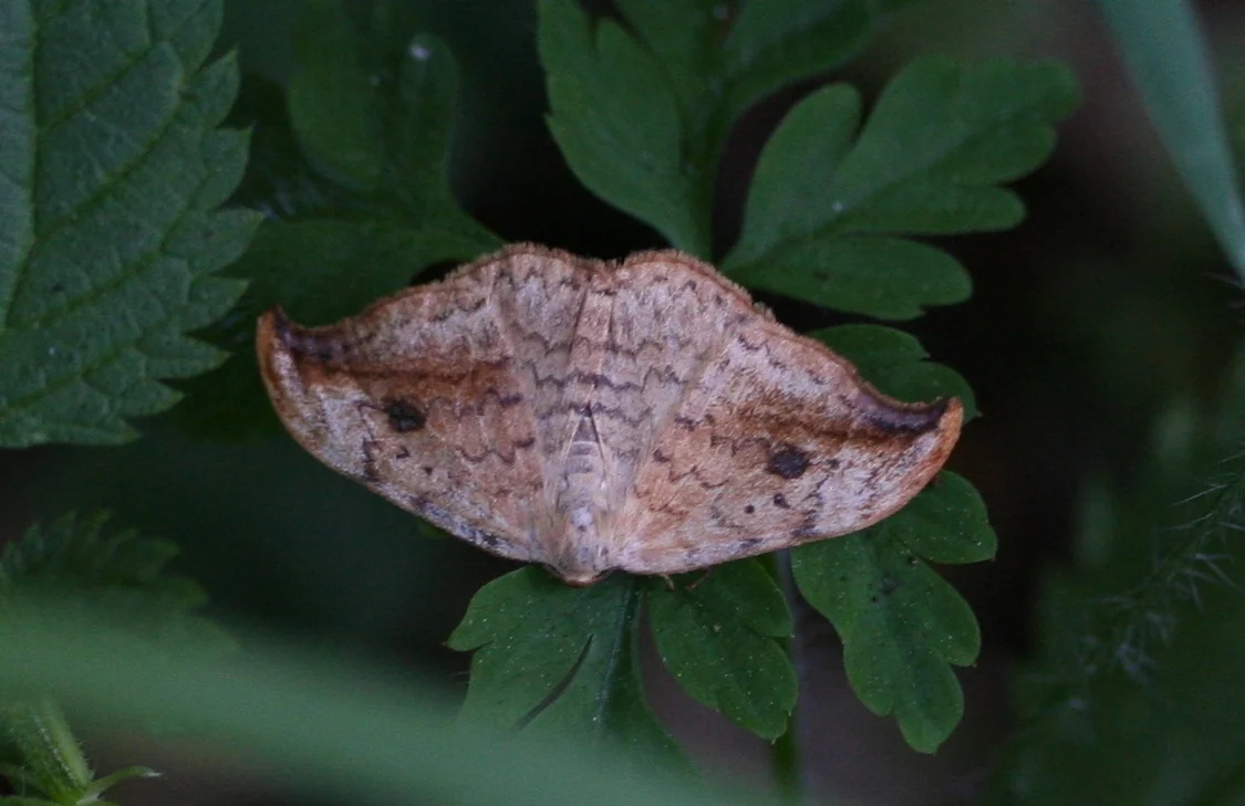 Wycinka sierpianka