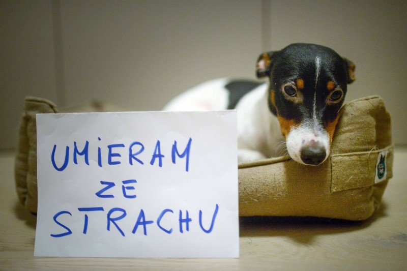 Psy w sylwestra umierają ze strachu