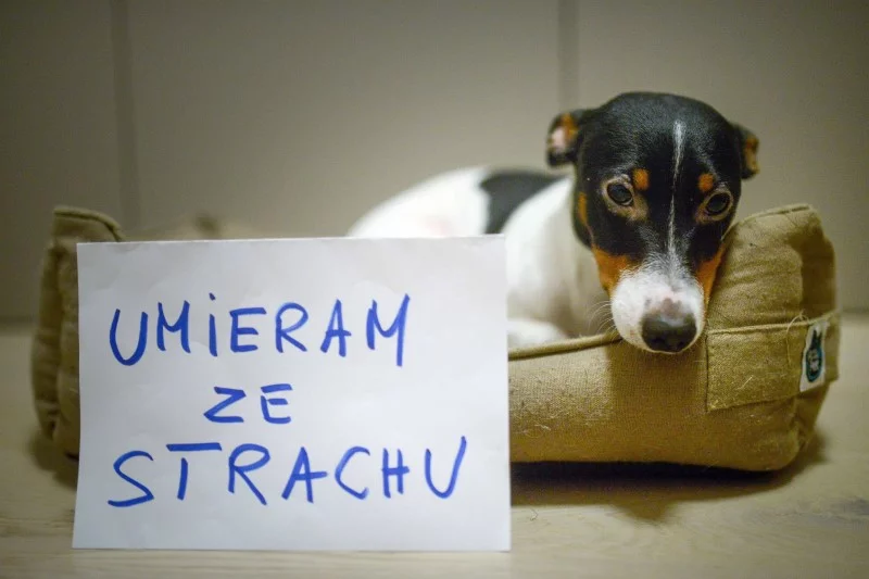 Psy w sylwestra umierają ze strachu