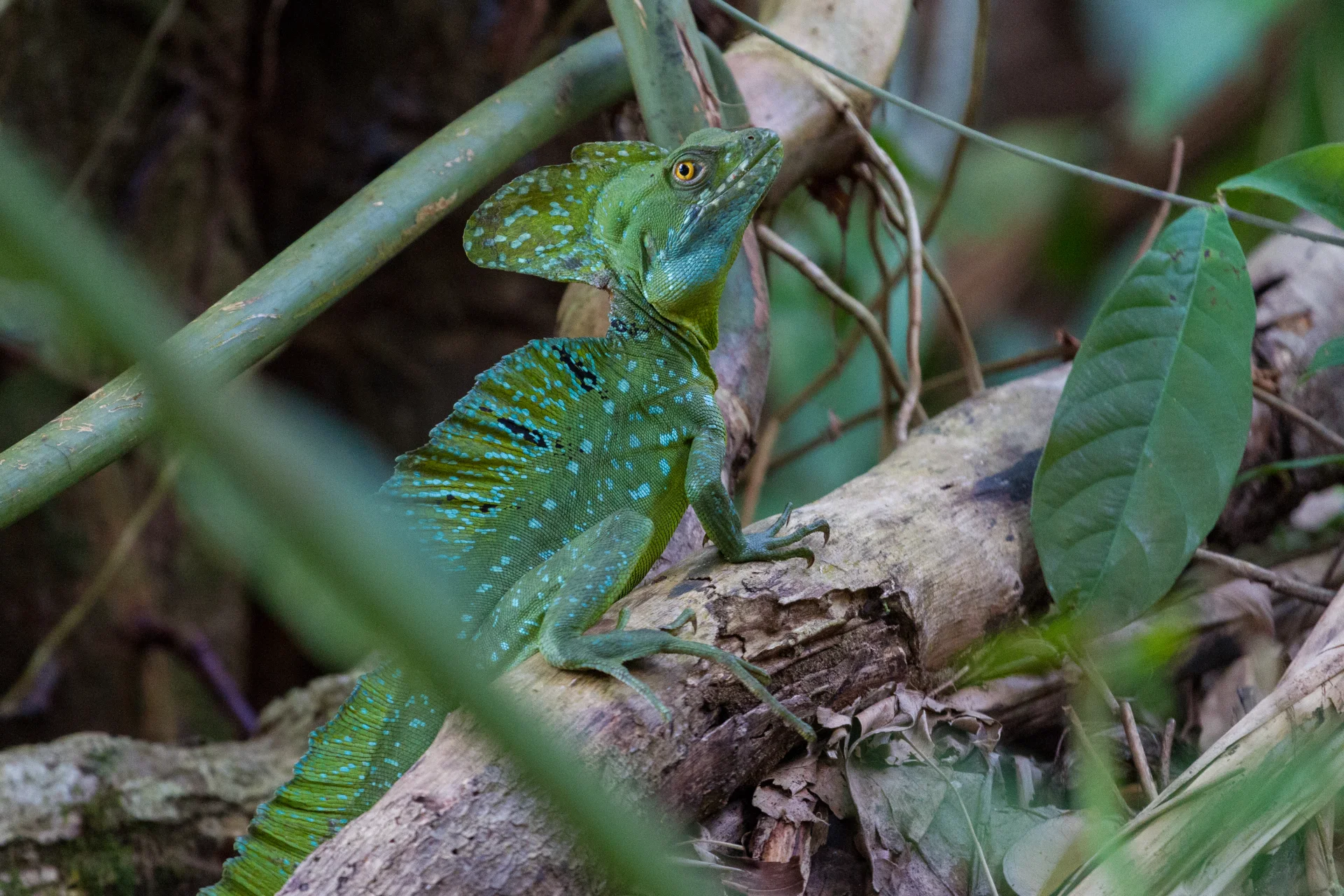Bazyliszek płatkogłowy (Basiliscus plumifrons) 