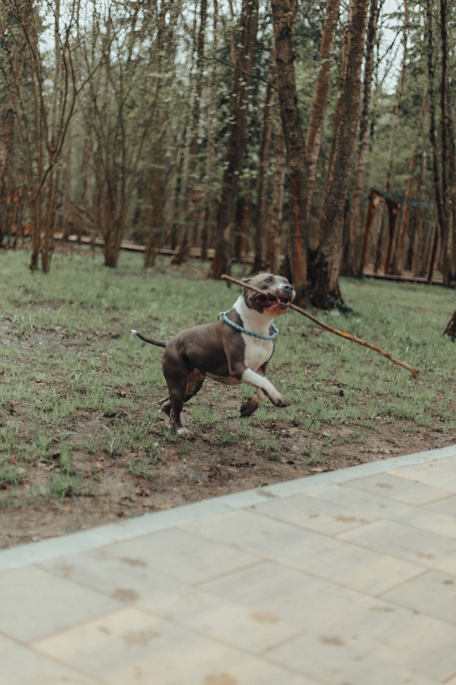 American Staffordshire Terrier American Staffordshire Terrier