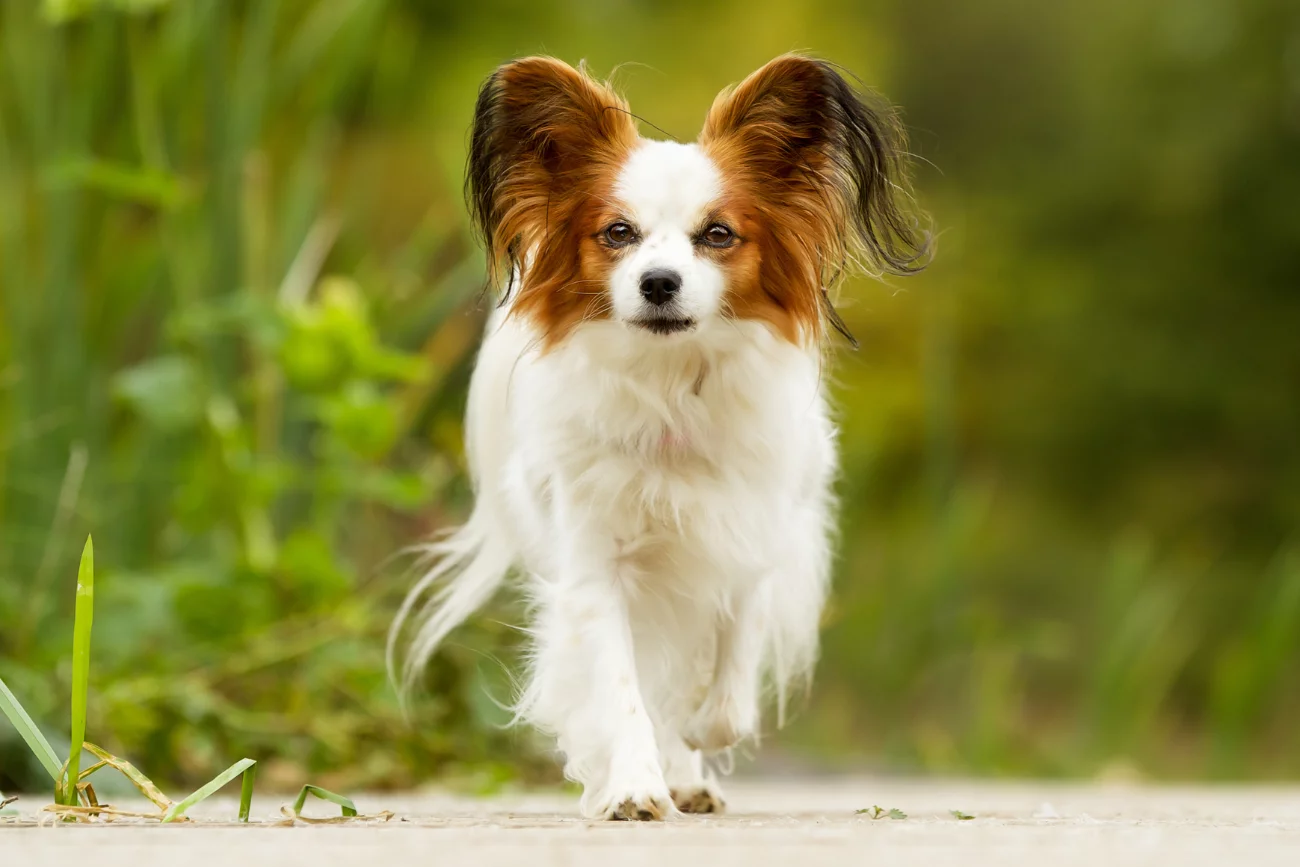 Papillon na spacerze