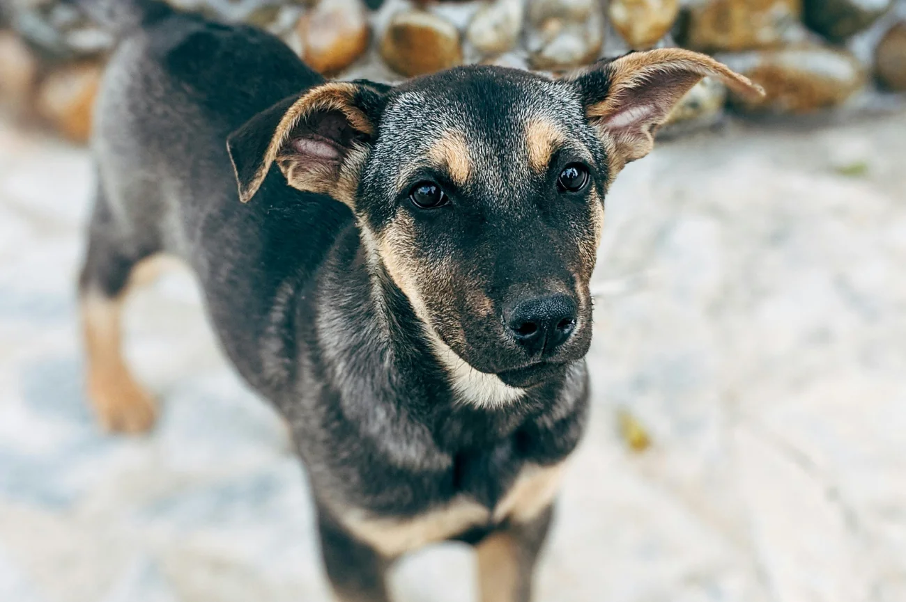 Adopcja psa czy kota powinna być decyzją świadomą i przemyślaną Czarny-podpalany kundelek