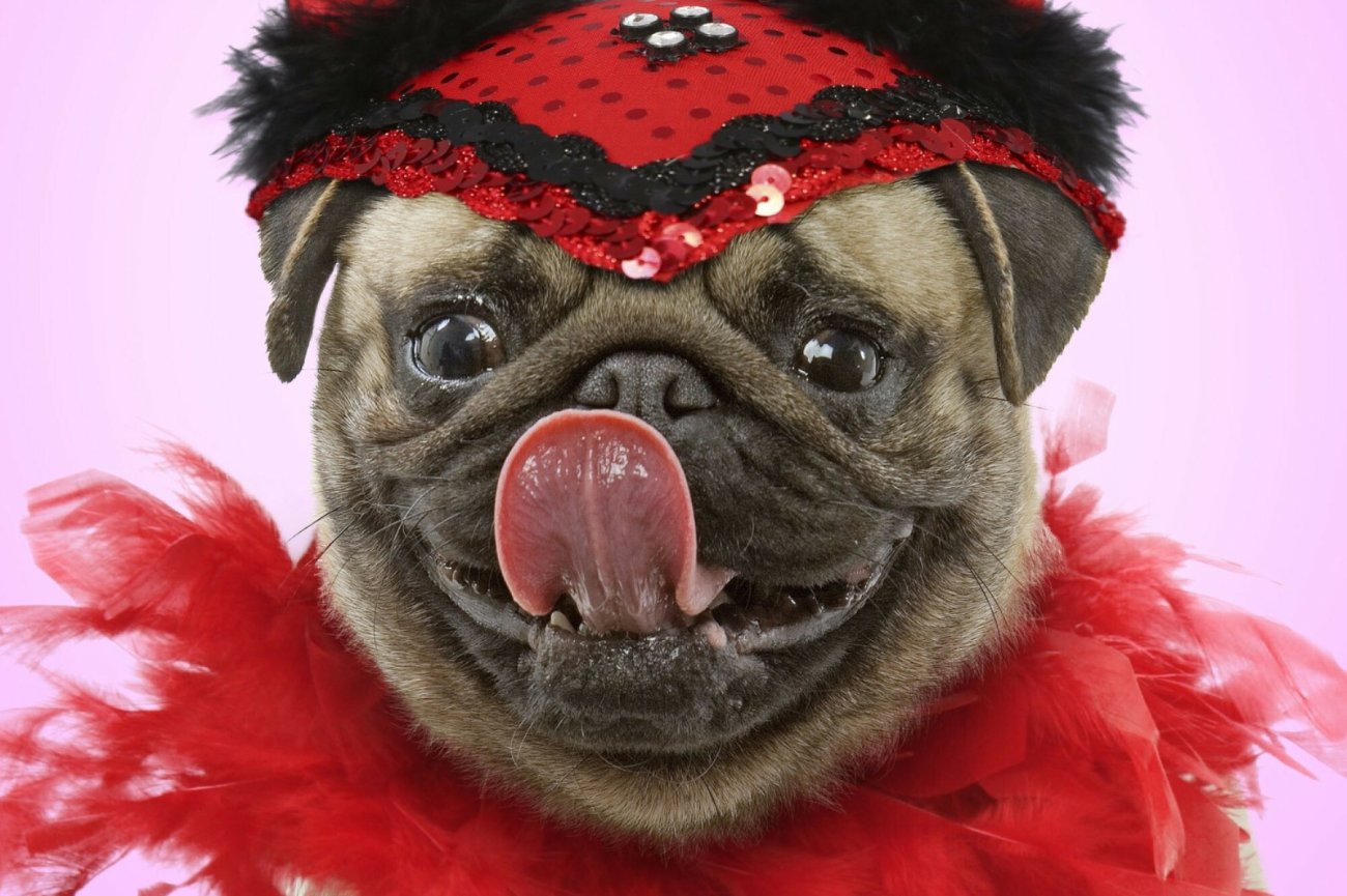 Kiedy przebranie pupila ma sens, a kiedy lepiej odpuścić?