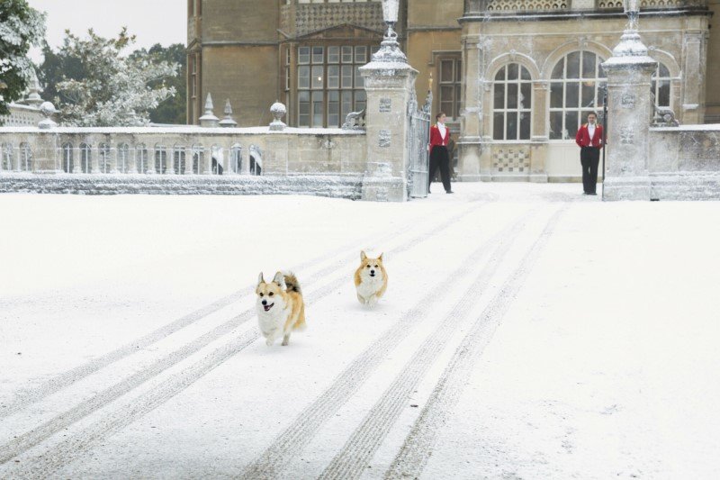 Corgi królowej Elżbiety II