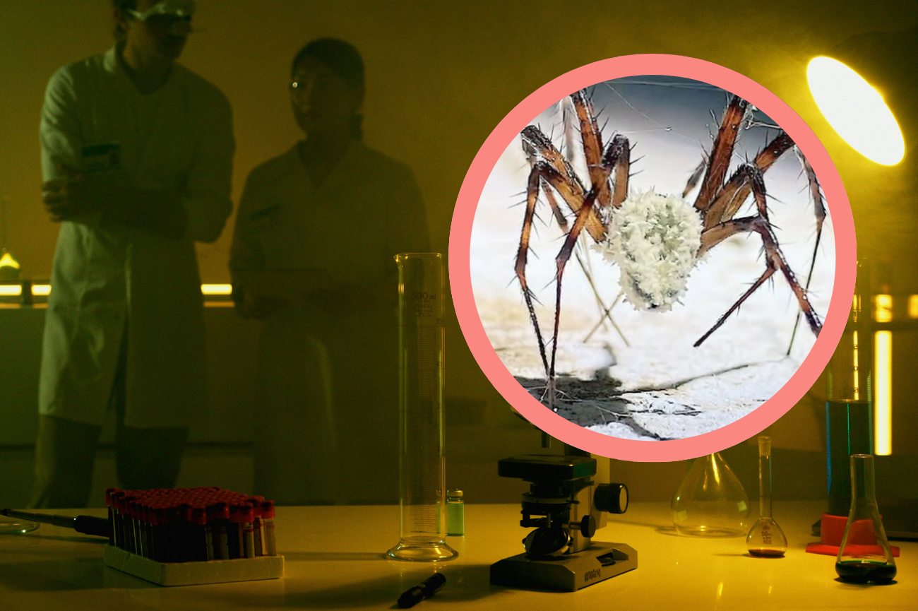 Ciemne laboratorium naukowców, pasożytniczy grzyb na pająku