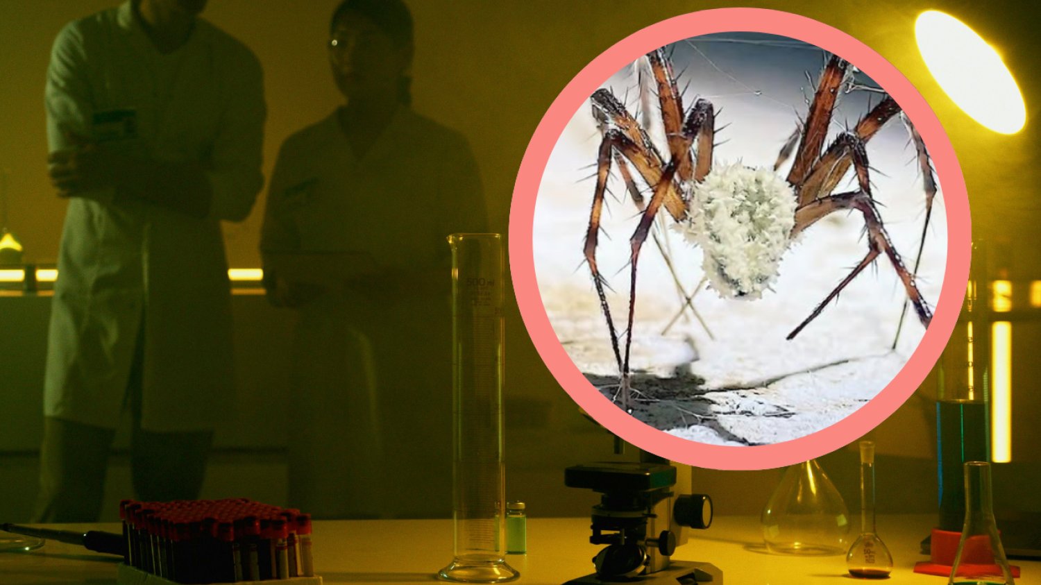 Ciemne laboratorium naukowców, pasożytniczy grzyb na pająku