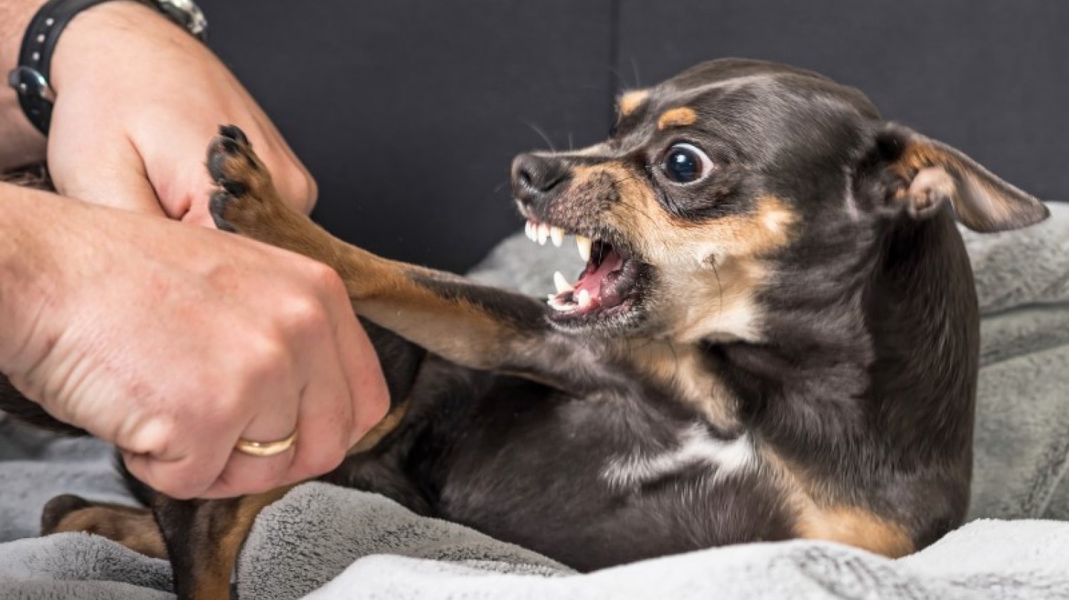 Agresja u małych psów to częsty problem