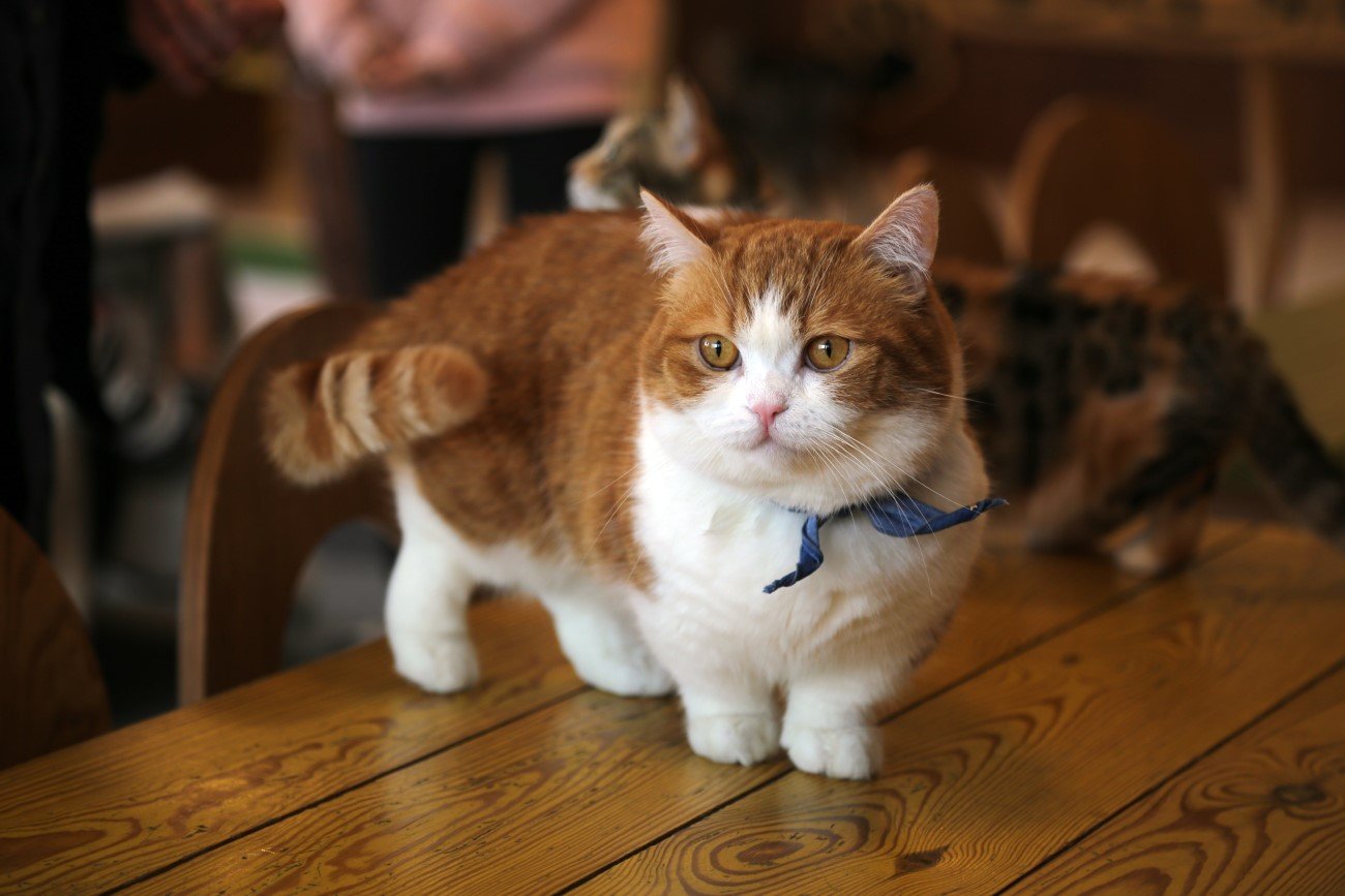 Munchkin – jedna z najdziwniejszych ras kotów na świecie