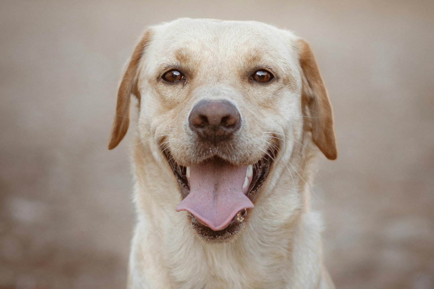 Beżowy labrador z wyciągniętym językiem w bliskim kadrze