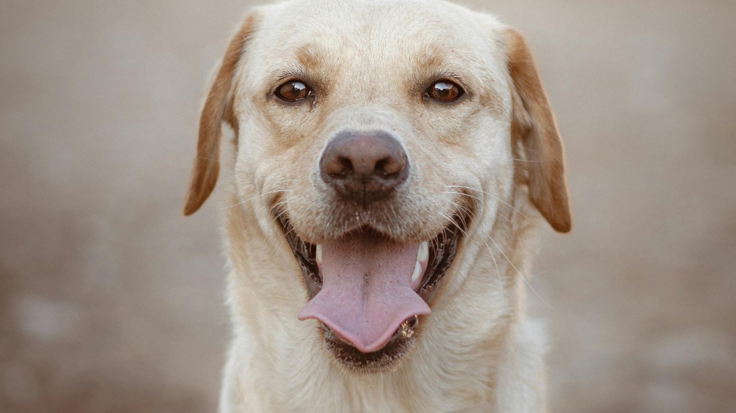 Beżowy labrador z wyciągniętym językiem w bliskim kadrze