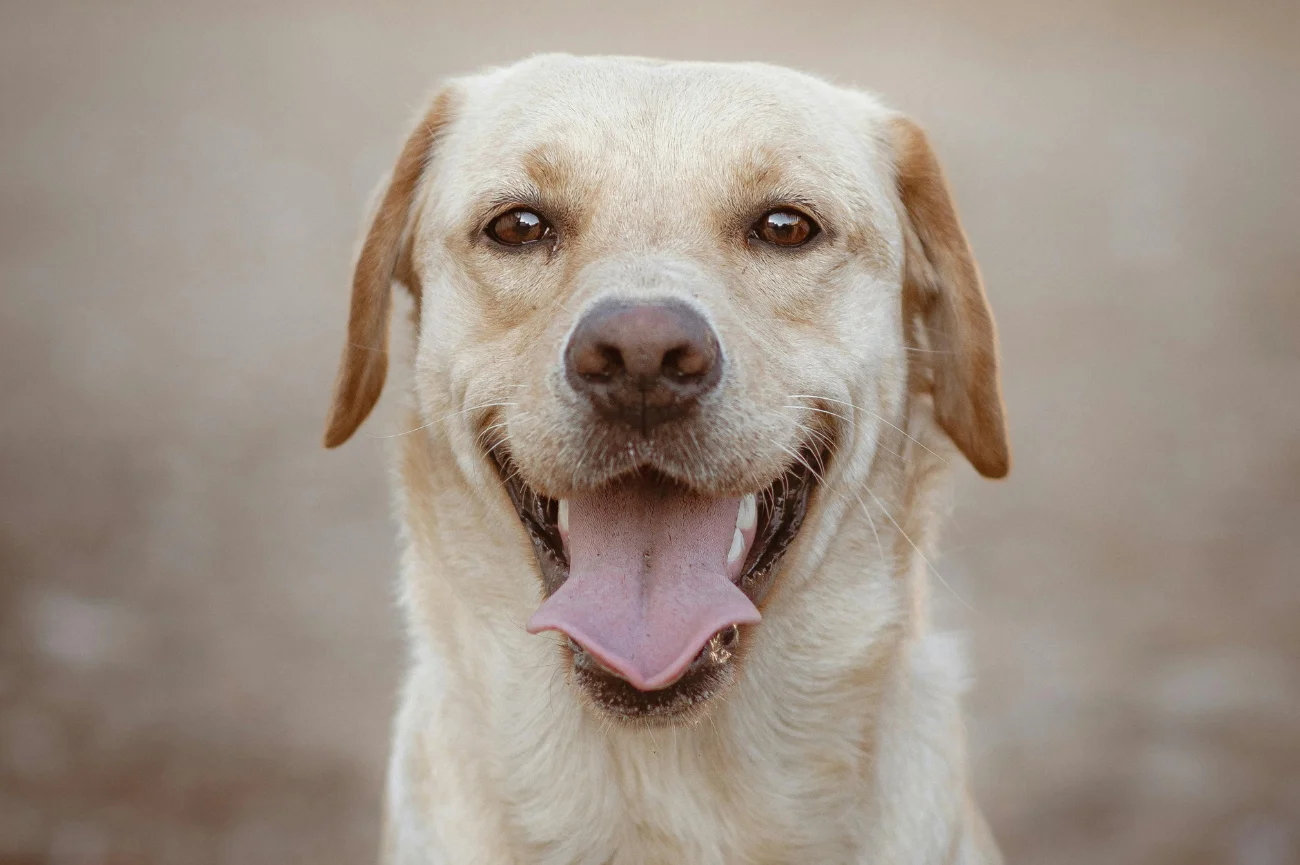 Beżowy labrador z wyciągniętym językiem w bliskim kadrze