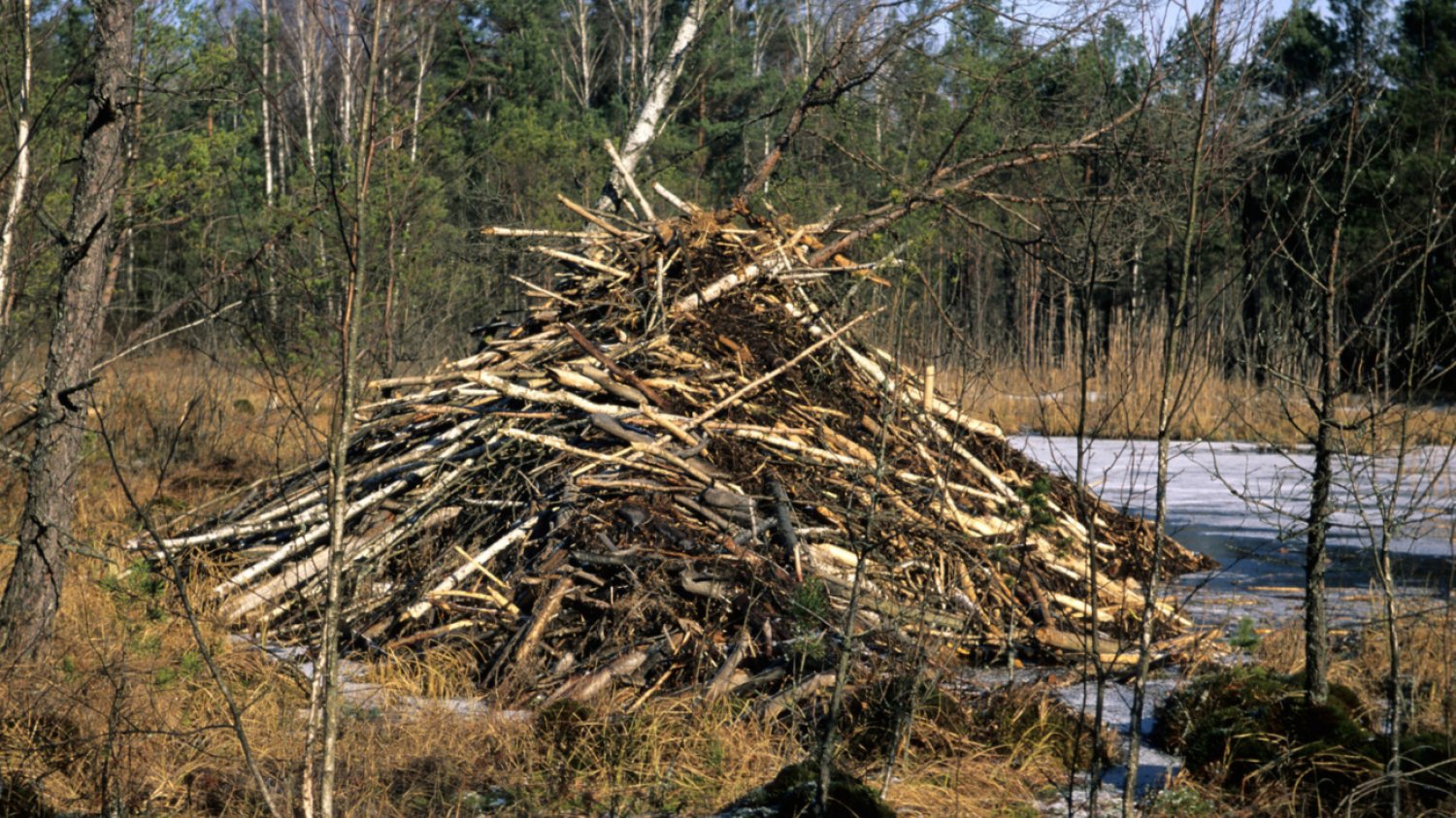 Żeremie bobrowe