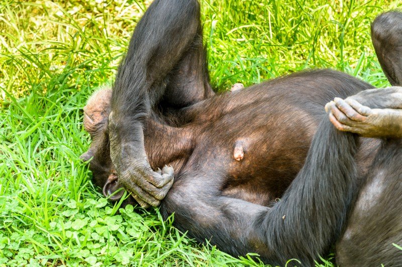 Masturbacja jest powszechna u szympansów