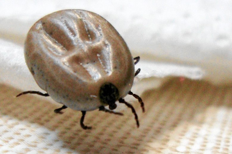 Jak poprawnie usunąć kleszcza?