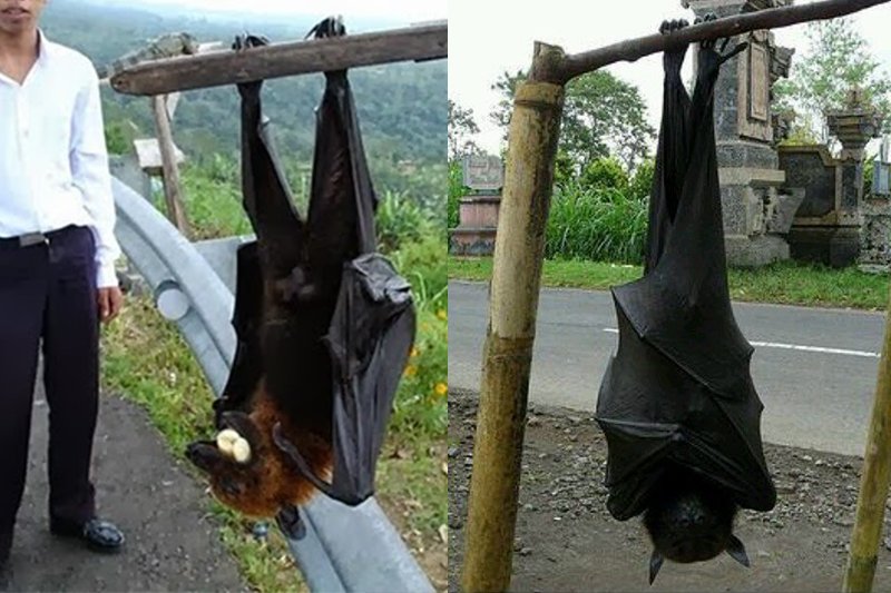 Acerodon grzywiasty — prawdopodobnie największy nietoperz świata