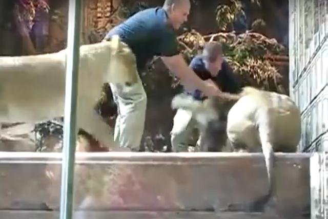 Lew zaatakował opiekuna w ZOO