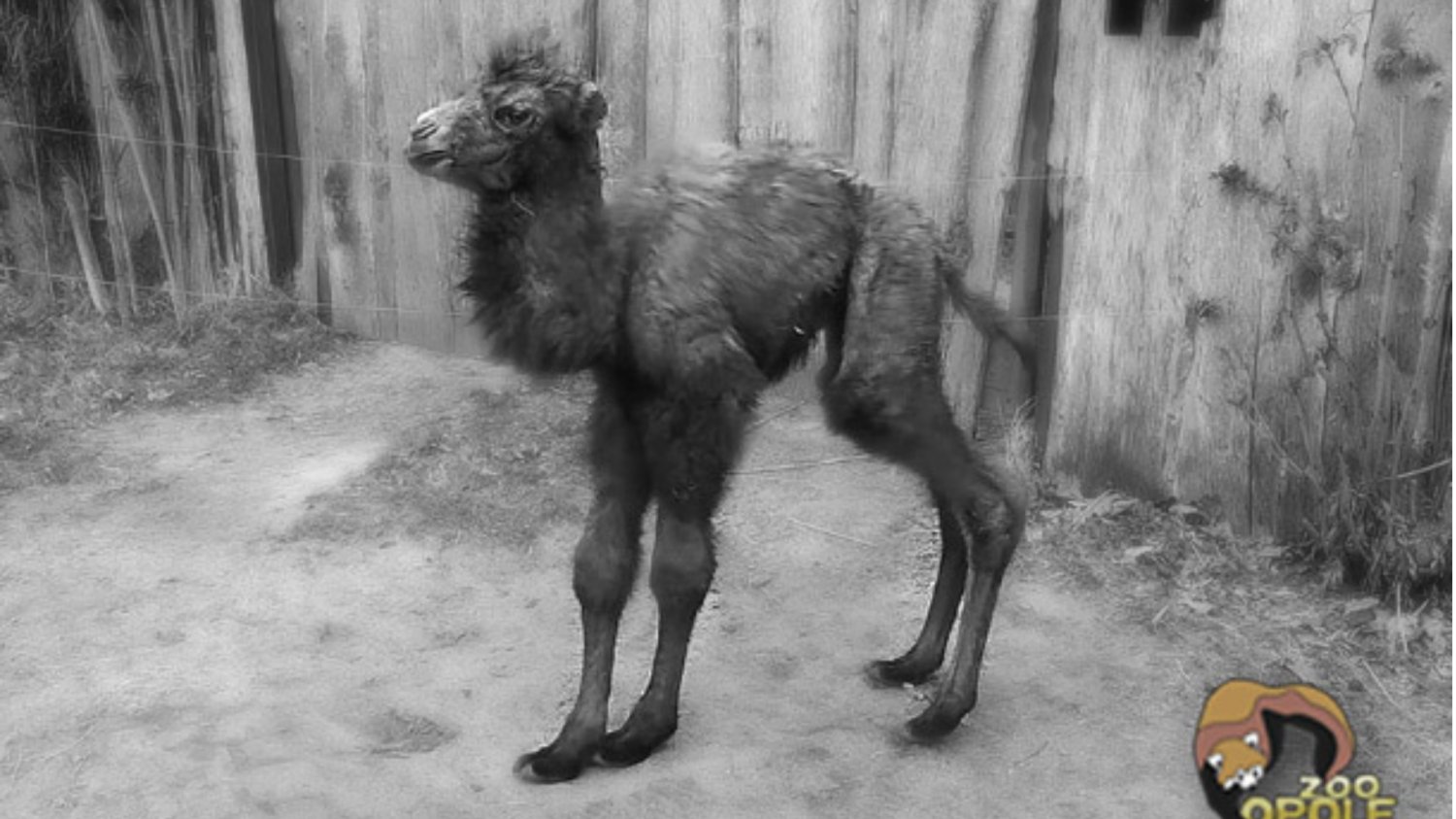 Śmierć wielbłąda Pączka w opolskim zoo