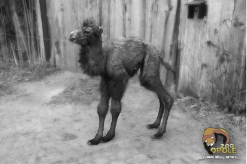 Smutna strata w opolskim zoo Śmierć wielbłąda Pączka w opolskim zoo