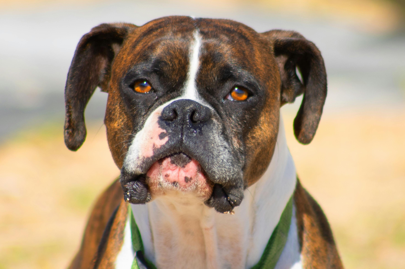 Psy też mogą mieć pryszcze Bokser pręgowany w bliskim kadrze