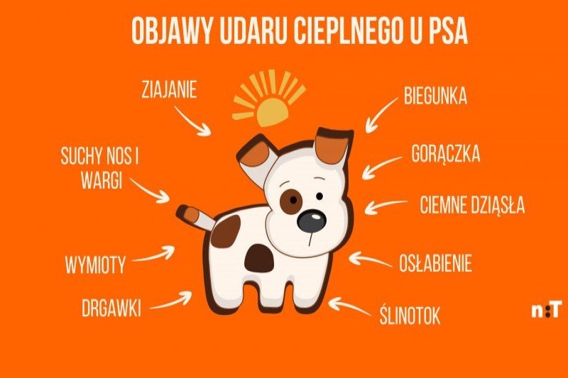 Objawy udaru cieplnego u psa