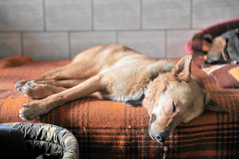 Usypianie bezpańskich psów będzie legalne. Szokujące prawo w Rumunii