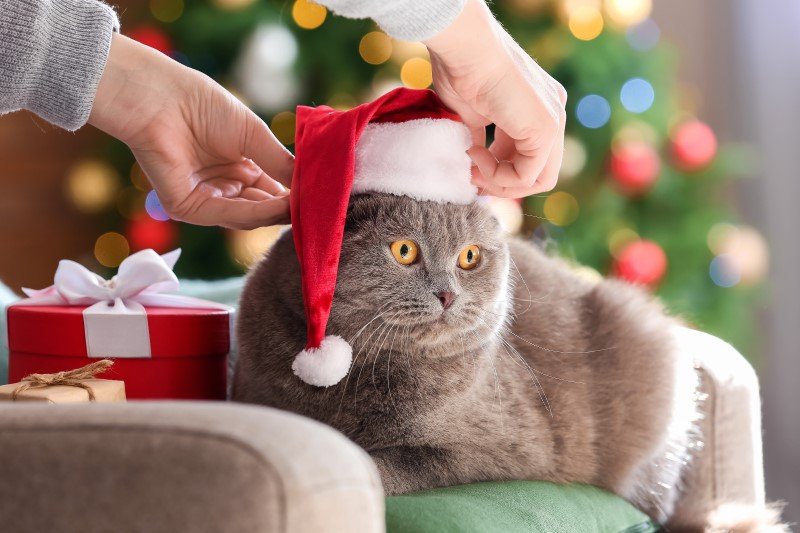 11 pomysłów na świąteczny prezent dla kociarza
