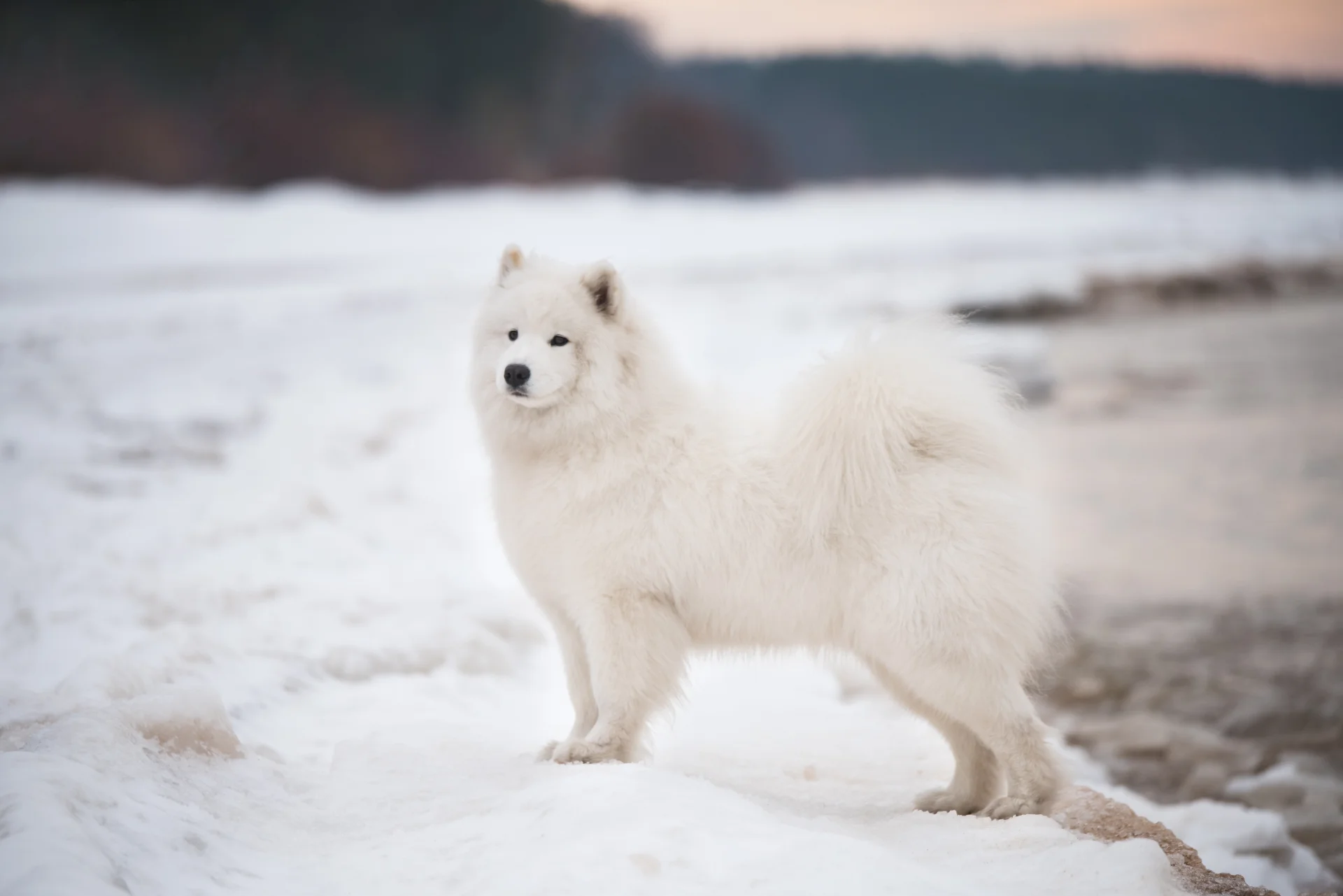 Samojed