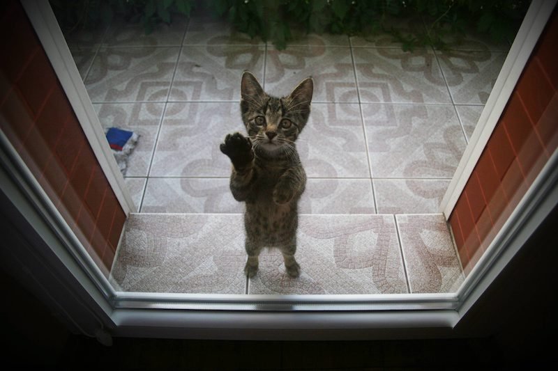 Kot zatrzasnął na balkonie dwóch mężczyzn.