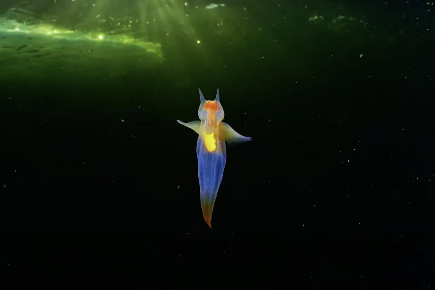 Niezwykła strona pozwala poznać tajemnicze oceaniczne zwierzęta. Anioł morski to jeden z nich.