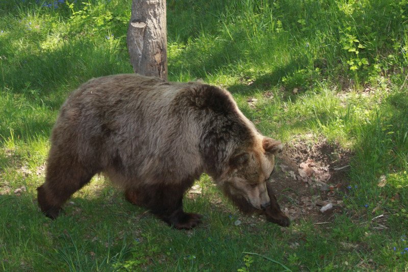 W Armenii niedźwiedź zaatakował grupę turystów. Polski turysta odniósł ciężkie obrażenia głowy, nie przeżył.