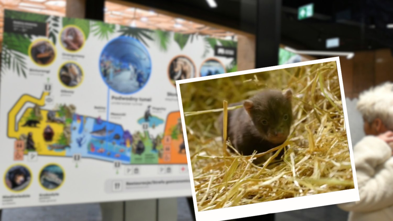Narodziny trzech psów leśnych w Łódzkim ZOO Mały pies leśny w zoo