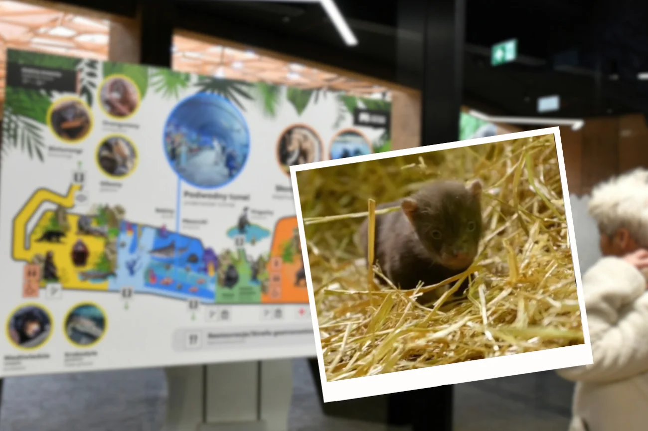 Mały pies leśny w zoo