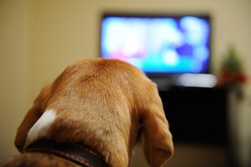 Co psy widzą w telewizorze?