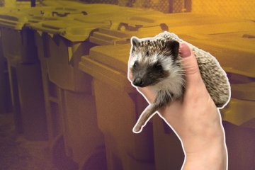 Jeż pigmejski porzucony na śmietniku Kolaż: jeż pigmejski w dłoni człowieka, w tle śmietniki