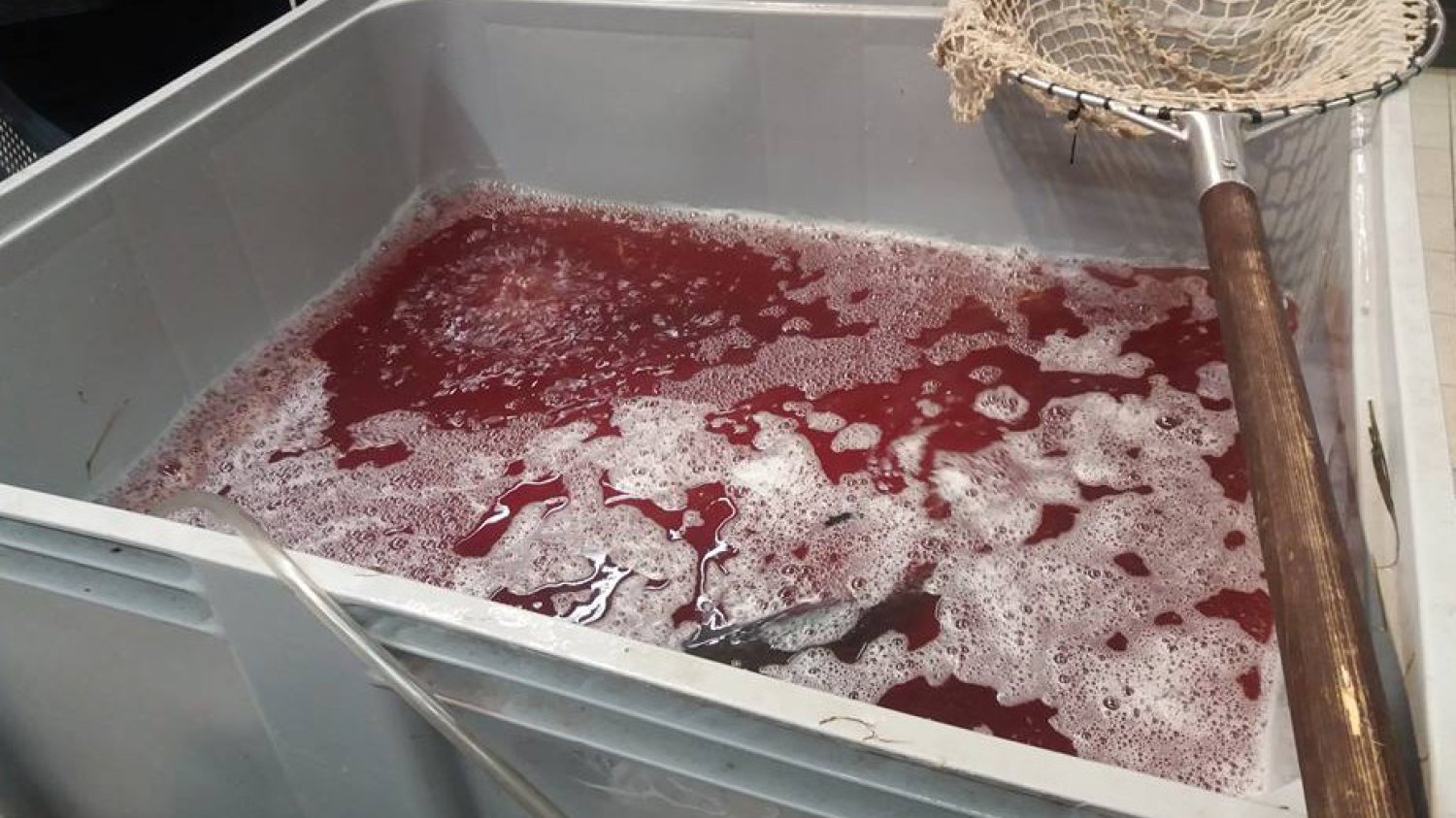 W takich warunkach karpie pływają w markecie w Polkowicach.