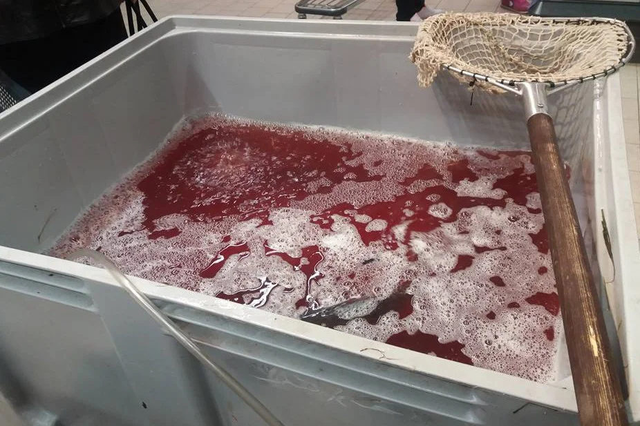 W takich warunkach karpie pływają w markecie w Polkowicach.