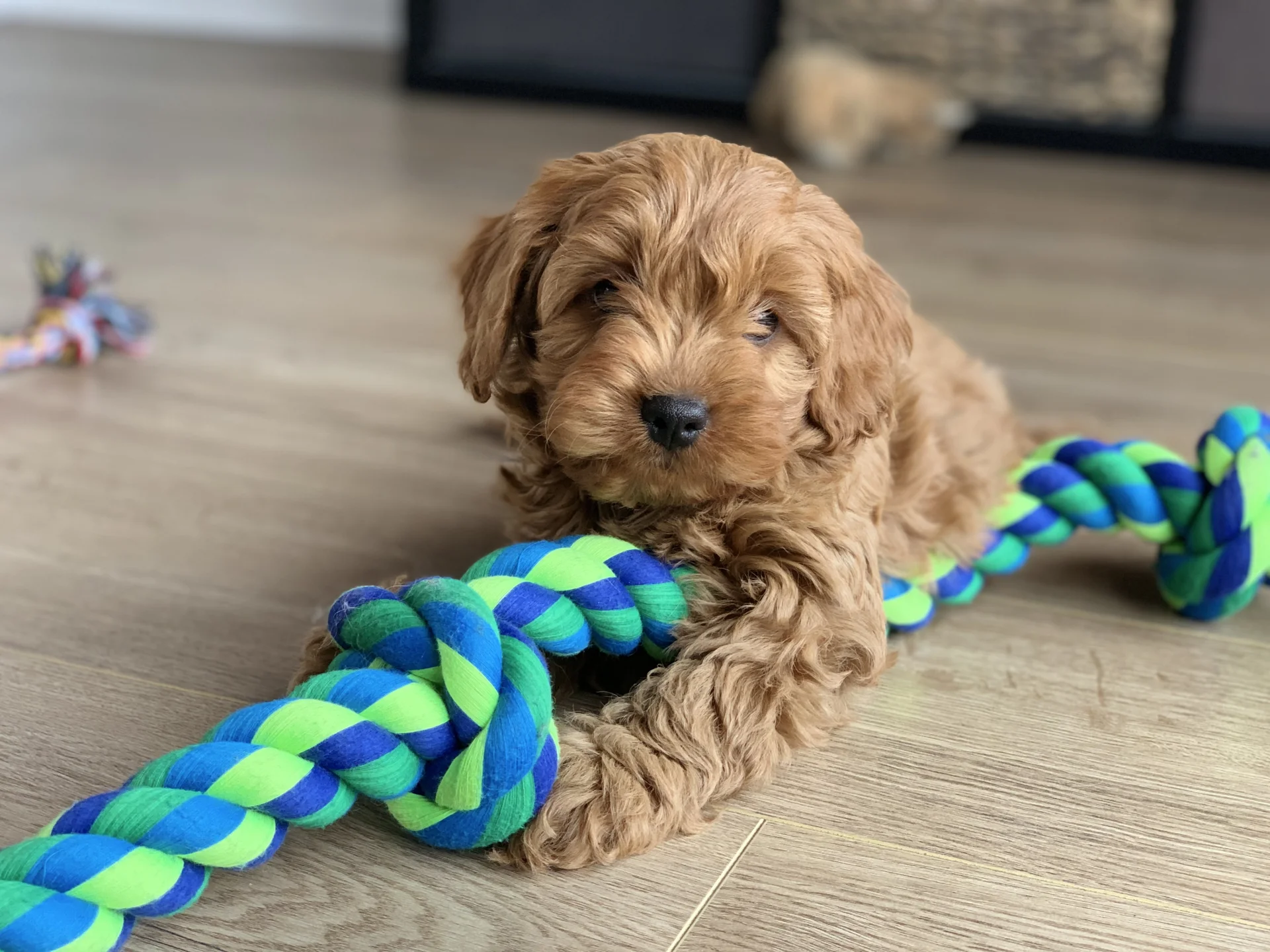 Szczeniak cavoodle