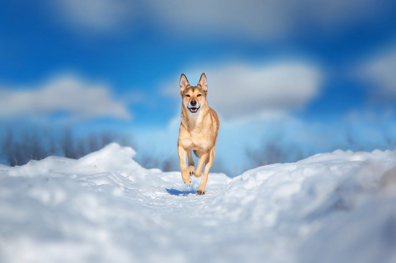 Psie łapki są odporne na mróz o wiele bardziej niż ludzkie stopy