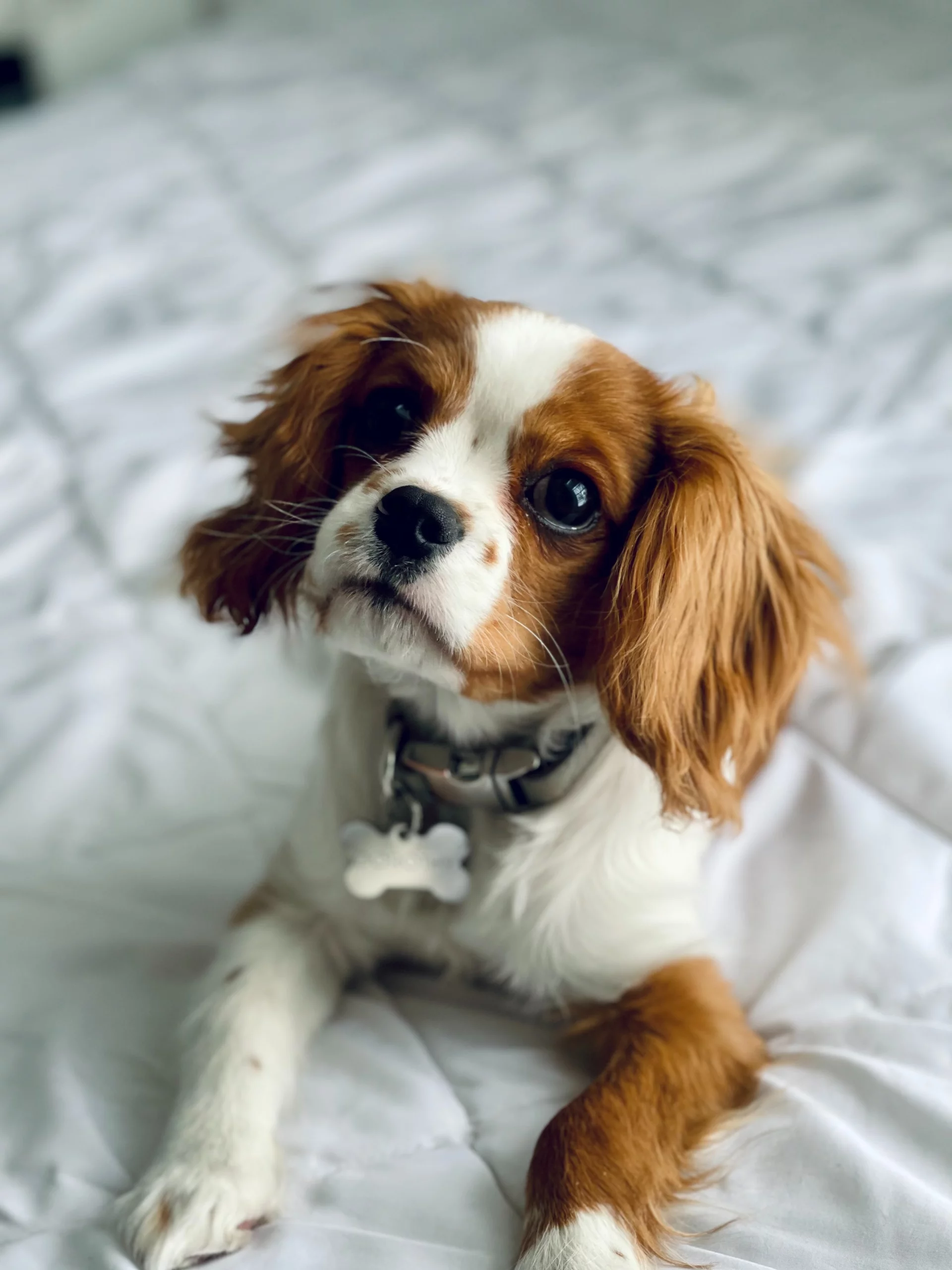 Cavalier King Charles Spaniel Cavalier King Charles Spaniel