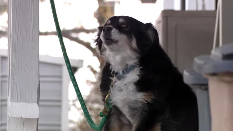 Biznesmen Charles Dorris przekazał swój majątek suczce Lulu.