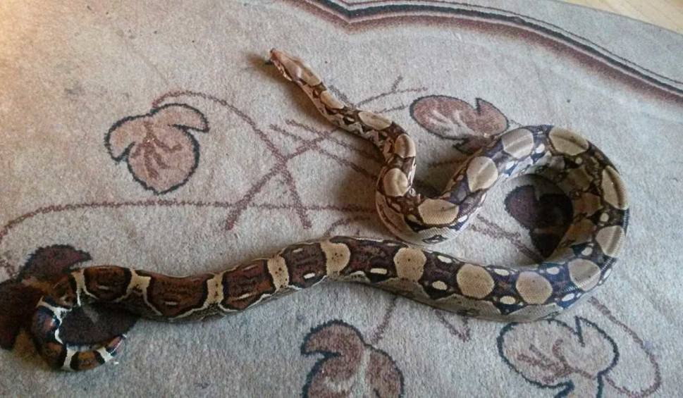 Wąż boa dusiciel uciekł z posesji pod Oświęcimiem