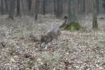 W polskim lesie pojawił się wilk bez łapy, którym opiekuje się reszta watahy