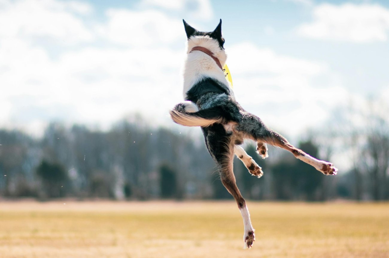 Skaczący pies na świeżym powietrzu
