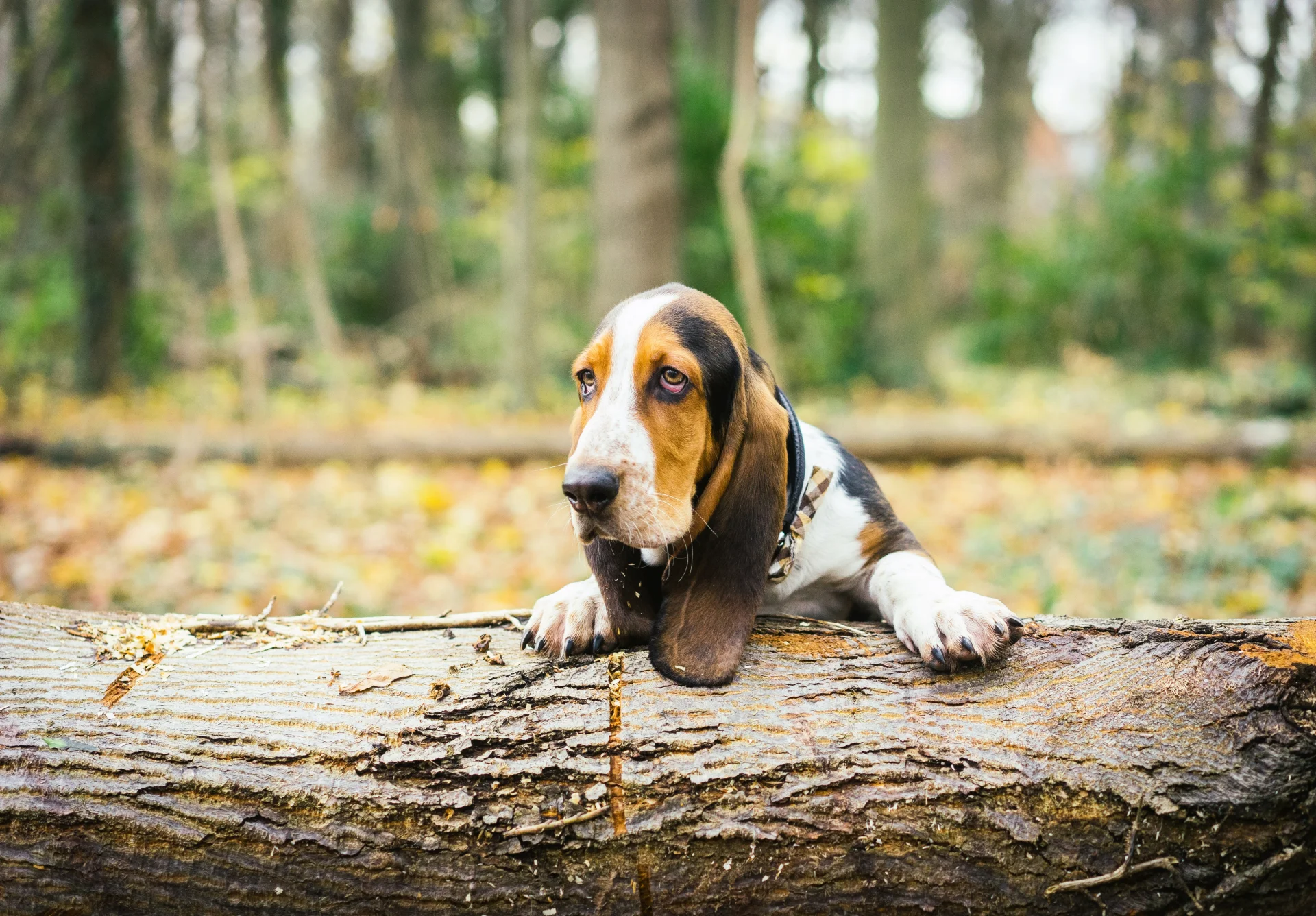 Basset hound - pies myśliwski